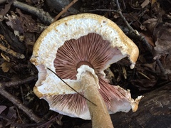 Agaricus subrufescens