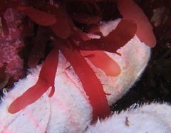 Cladhymenia
