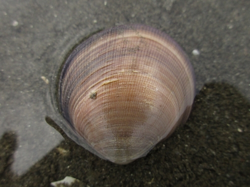 Cyclina sinensis