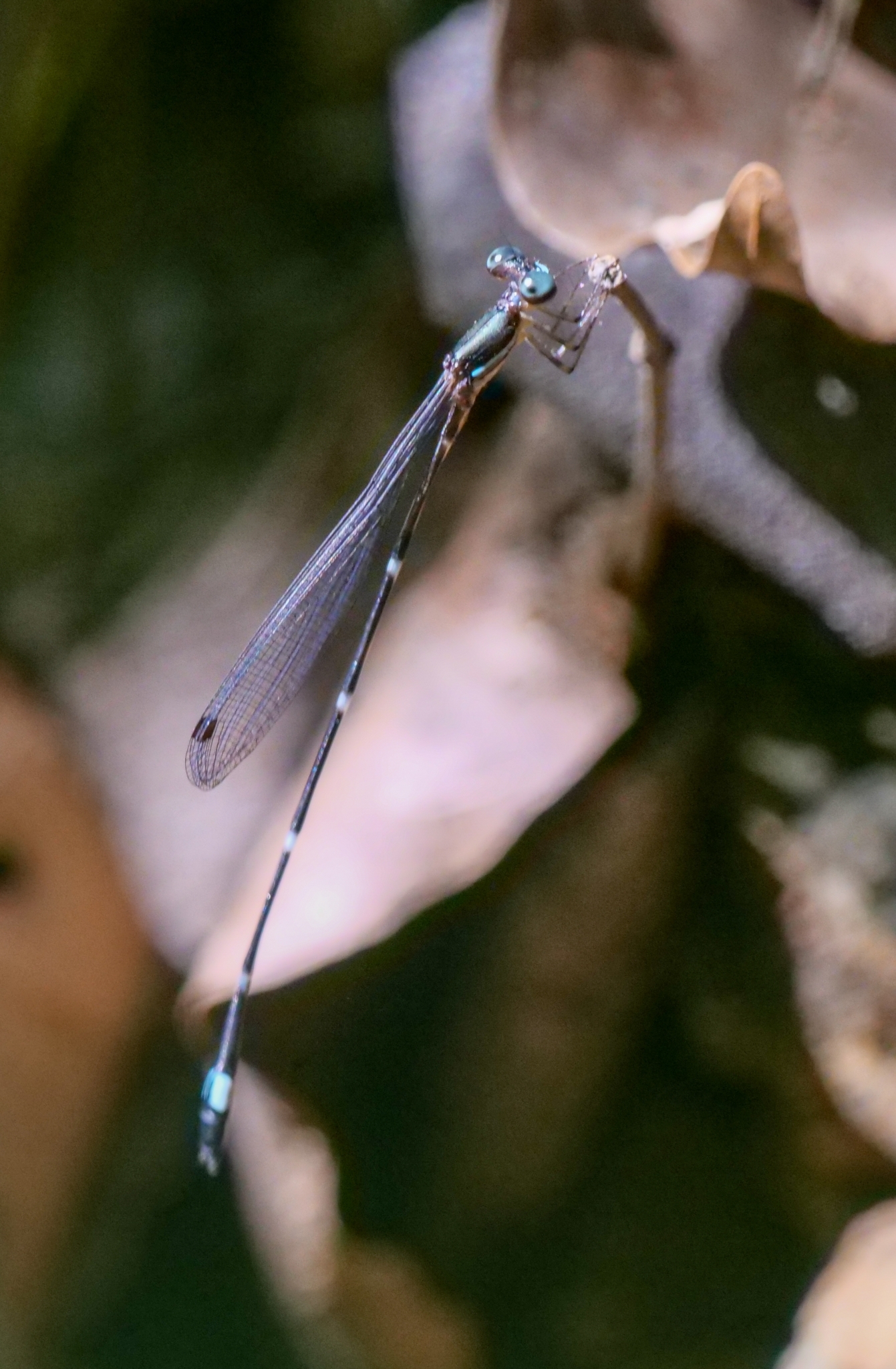 Red-Spot Shadowdamsel