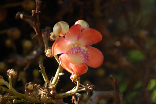 Couroupita guianensis