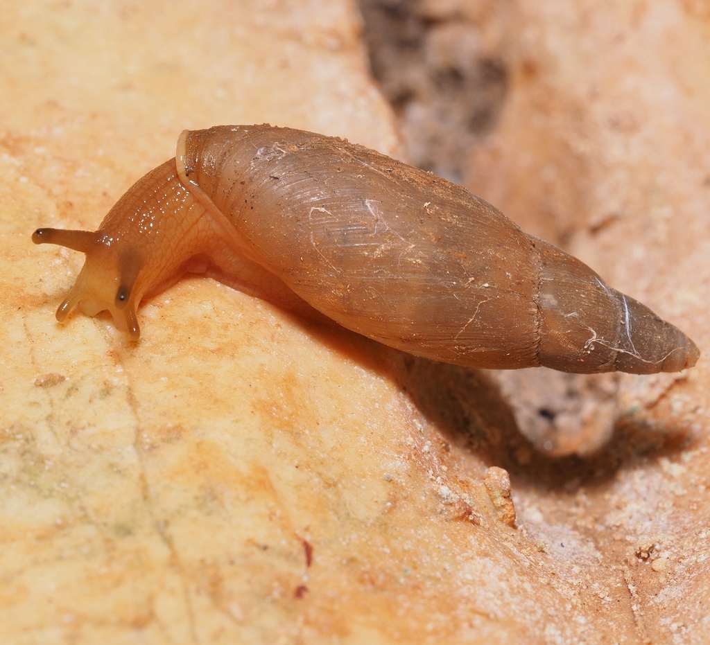 Poiretia cornea