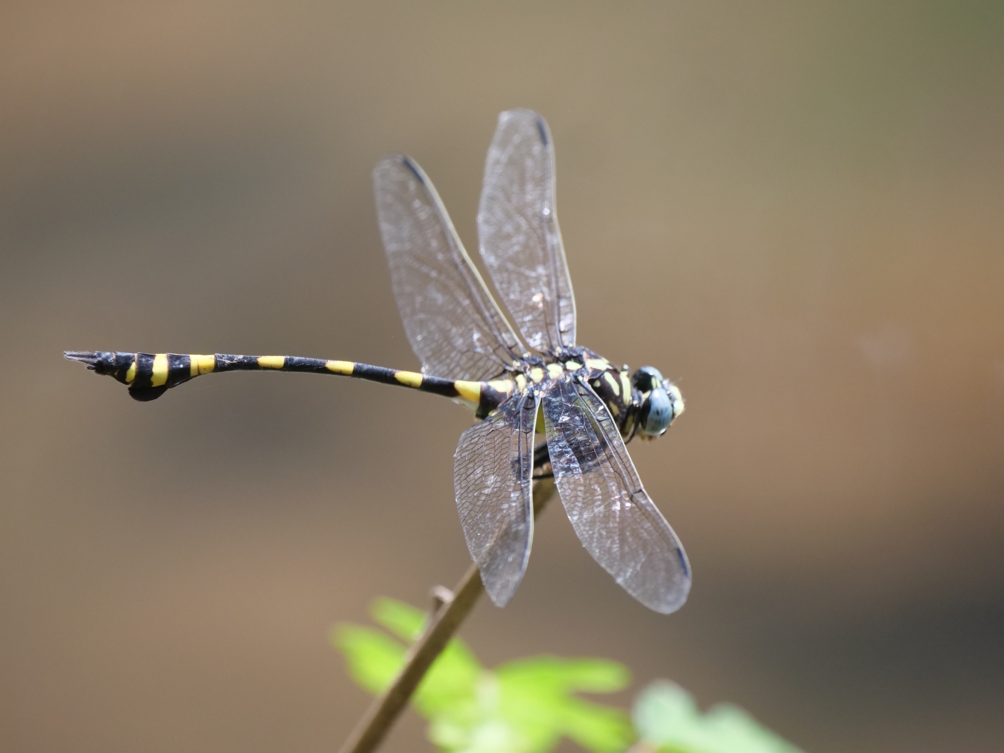 Indian Common Clubtail