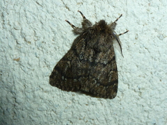 Ocneria atlantica