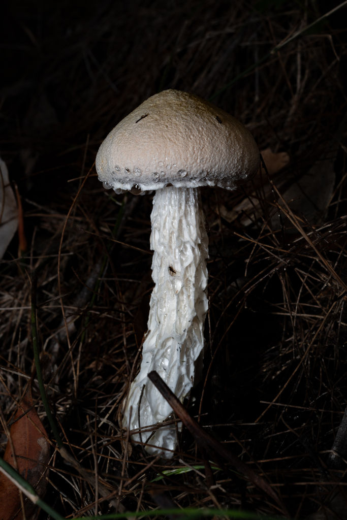 Austroboletus niveus · May 2025 · photo: © daniel_stephan (iNaturalist, cc-by)