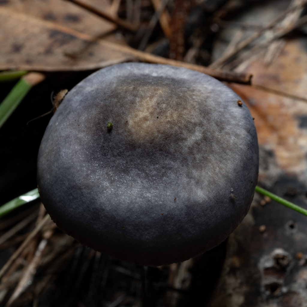 Cortinarius rotundisporus · May 2025 · photo: © daniel_stephan (iNaturalist, cc-by)