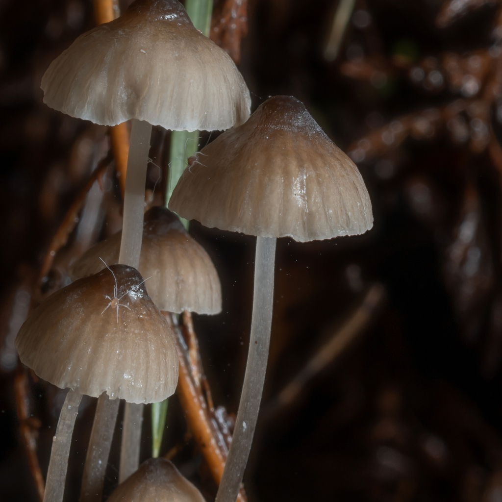 Mycena cystidiosa