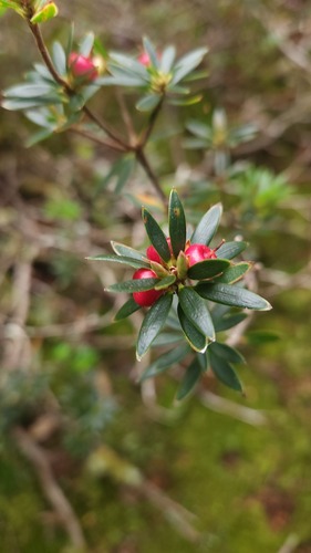 Cyathodes straminea, photograph 5