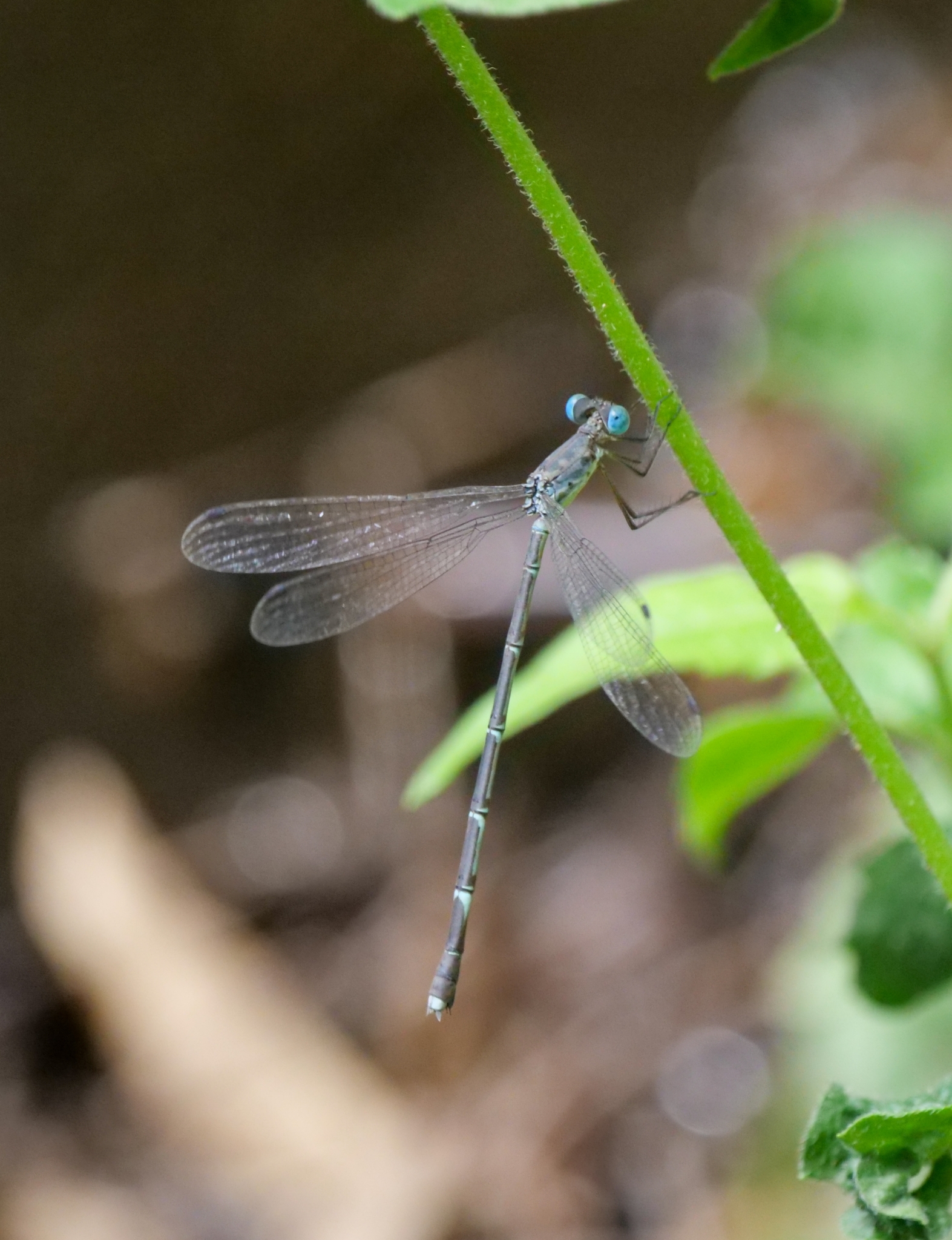 Scalloped Spreadwing