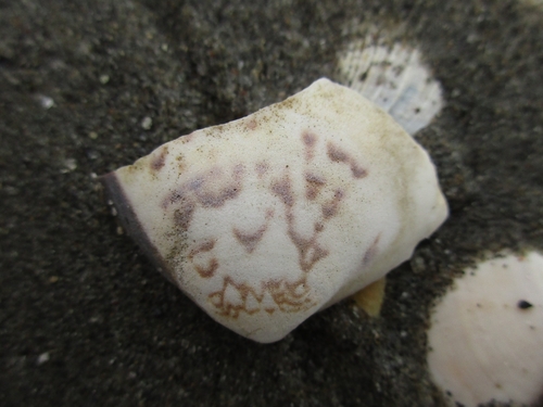 Meretrix