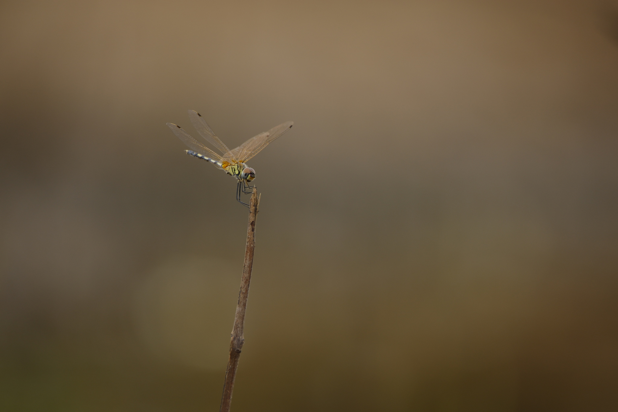 Long-Legged Marsh Glider