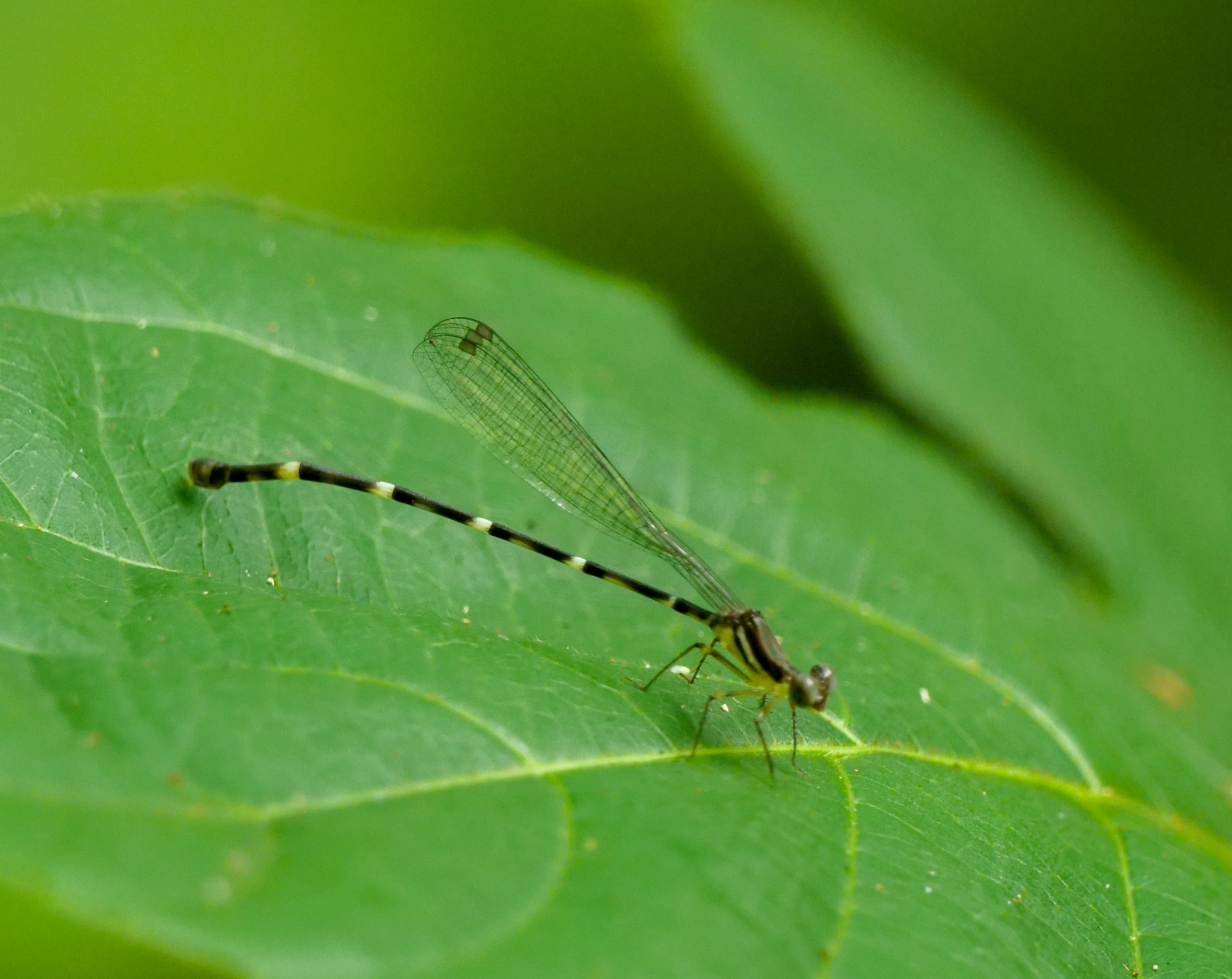 Red-Spot Shadowdamsel