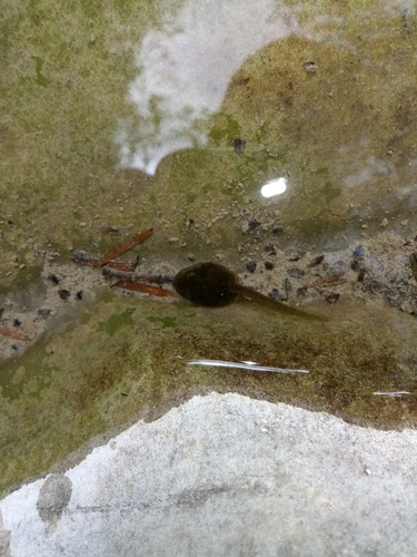Common Midwife Toad