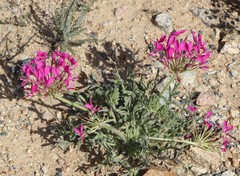 Pelargonium incrassatum