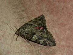 Catocala dilecta