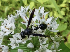 Zethus spinipes spinipes