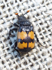 Nicrophorus interruptus