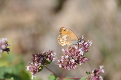 Coenonympha dorus