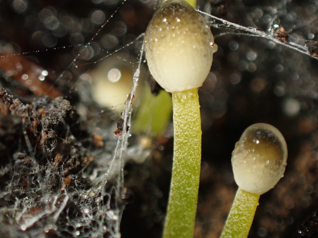 Mycena subviscosa · April 2025 · photo: © predomalpha (iNaturalist, cc-by)