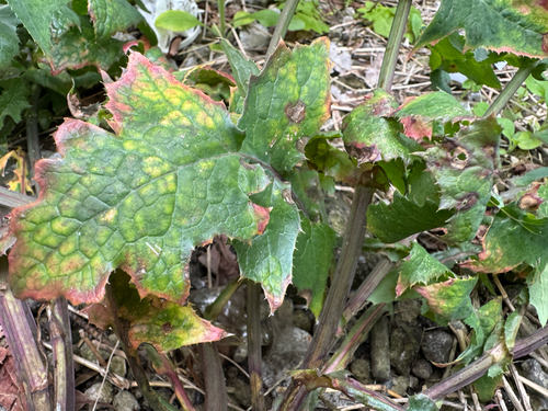 Peristemma pseudosphaeria