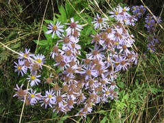 Aster albescens