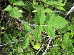 Rubus biflorus