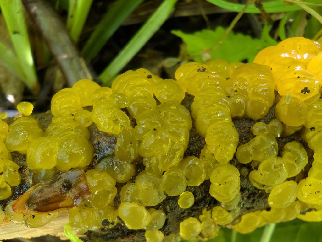 Dacrymyces sp. 'MI04'