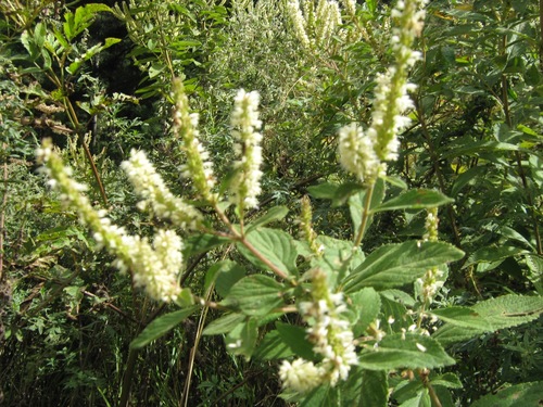 Ji Gu Chai (Elsholtzia fruticosa)