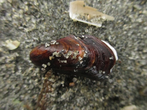 Modiolus nipponicus