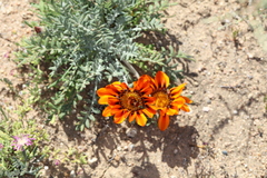 Gazania leiopoda