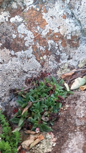Crassula exilis cooperi