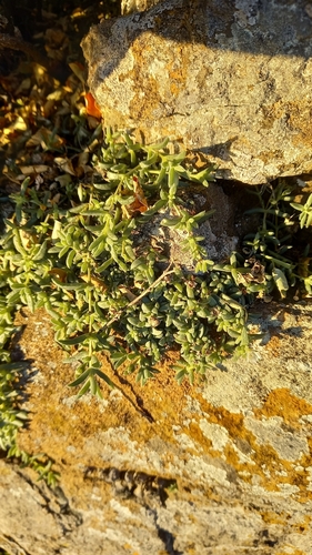 Delosperma truteri