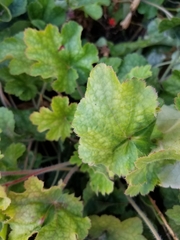 Heuchera maxima