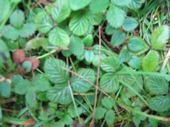 Rubus fockeanus