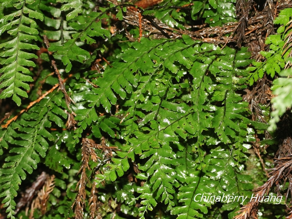 Hymenasplenium adiantifrons