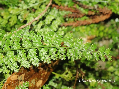 Asplenium tenuifolium, 2025-04-04