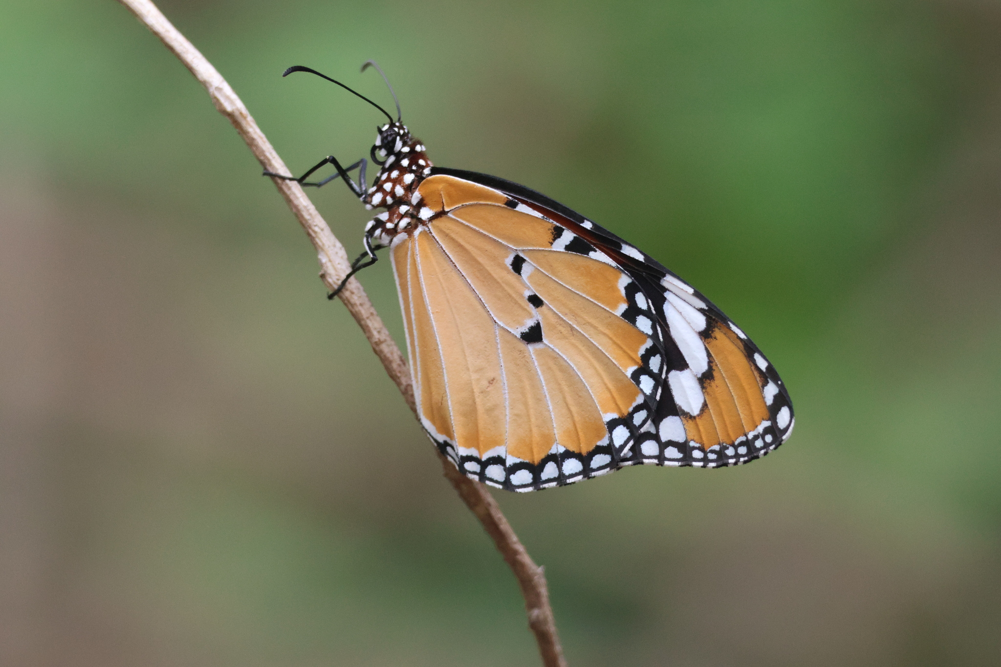 Plain Tiger