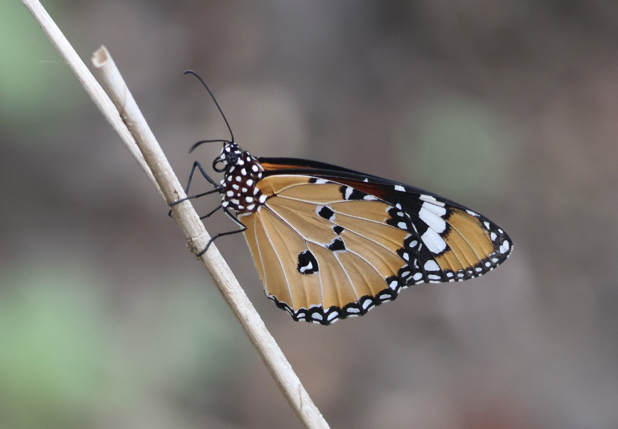 Plain Tiger