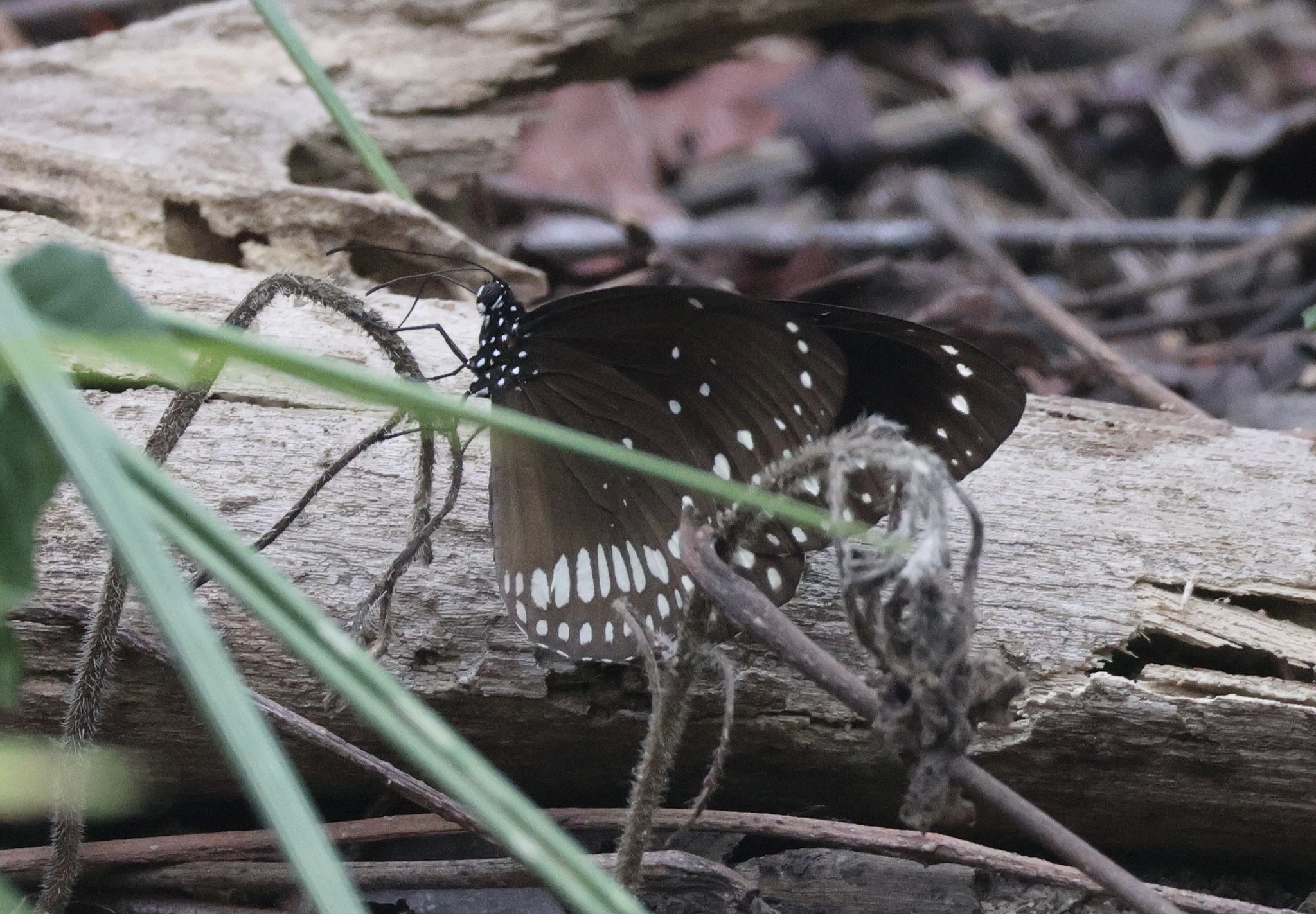 Common Crow