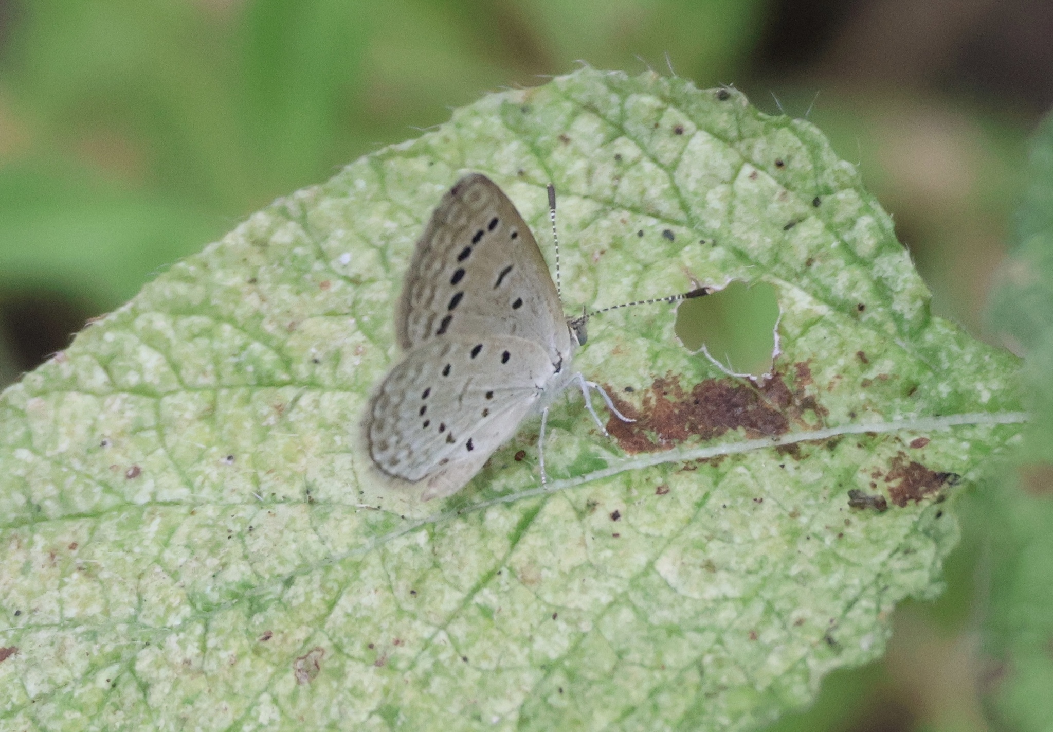 Dark Grass Blue