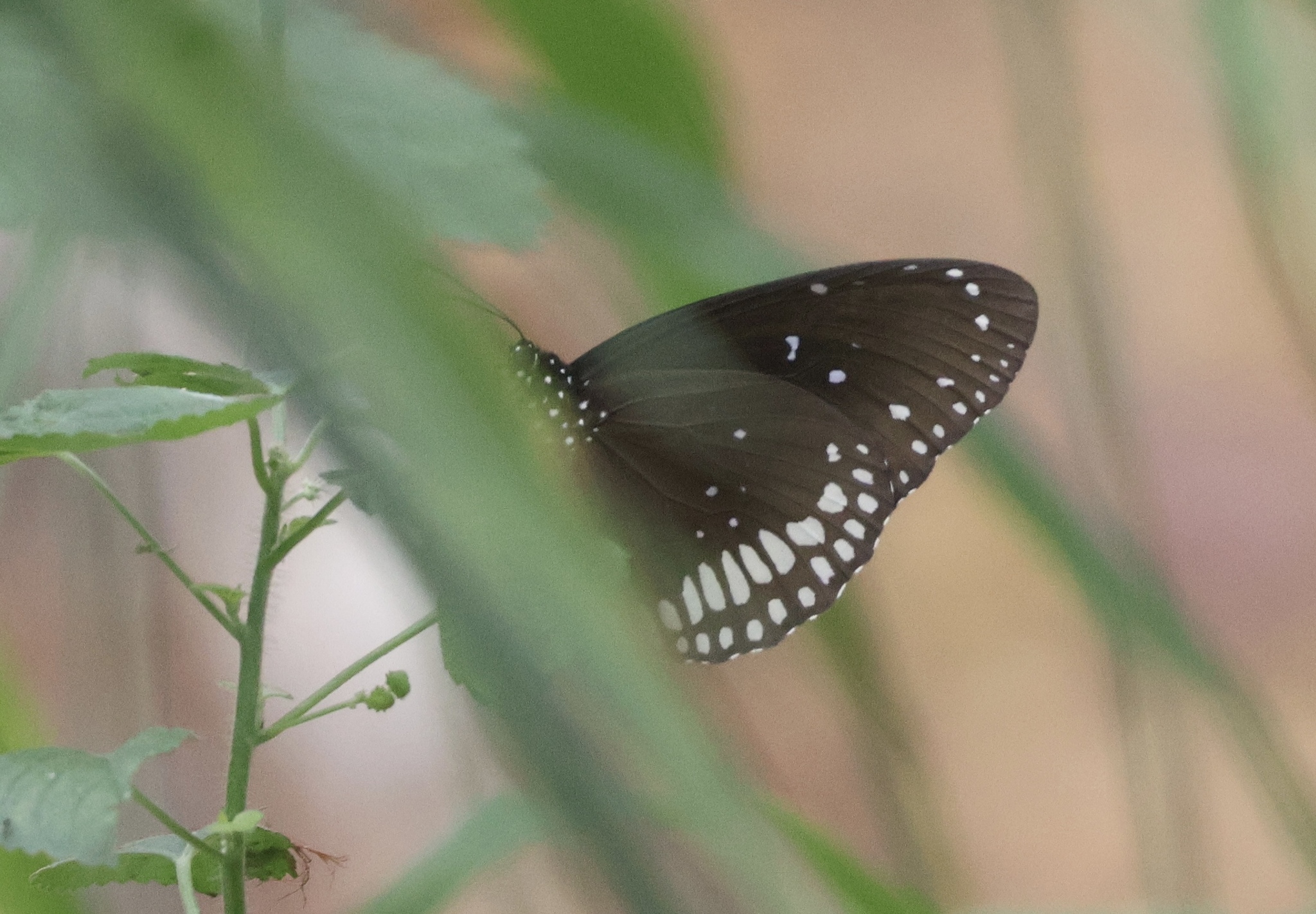 Common Crow