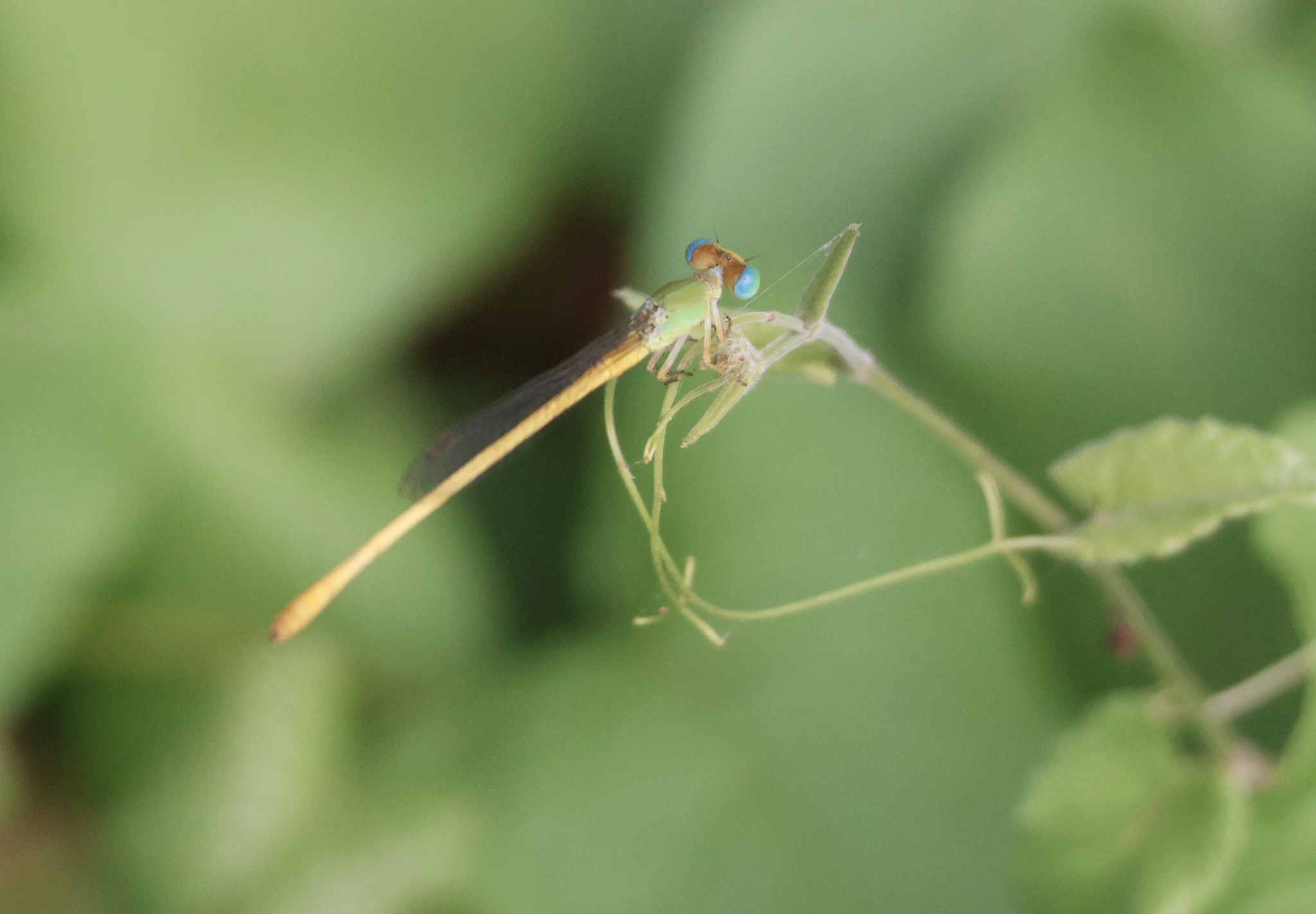 Coromandel Marsh Dart