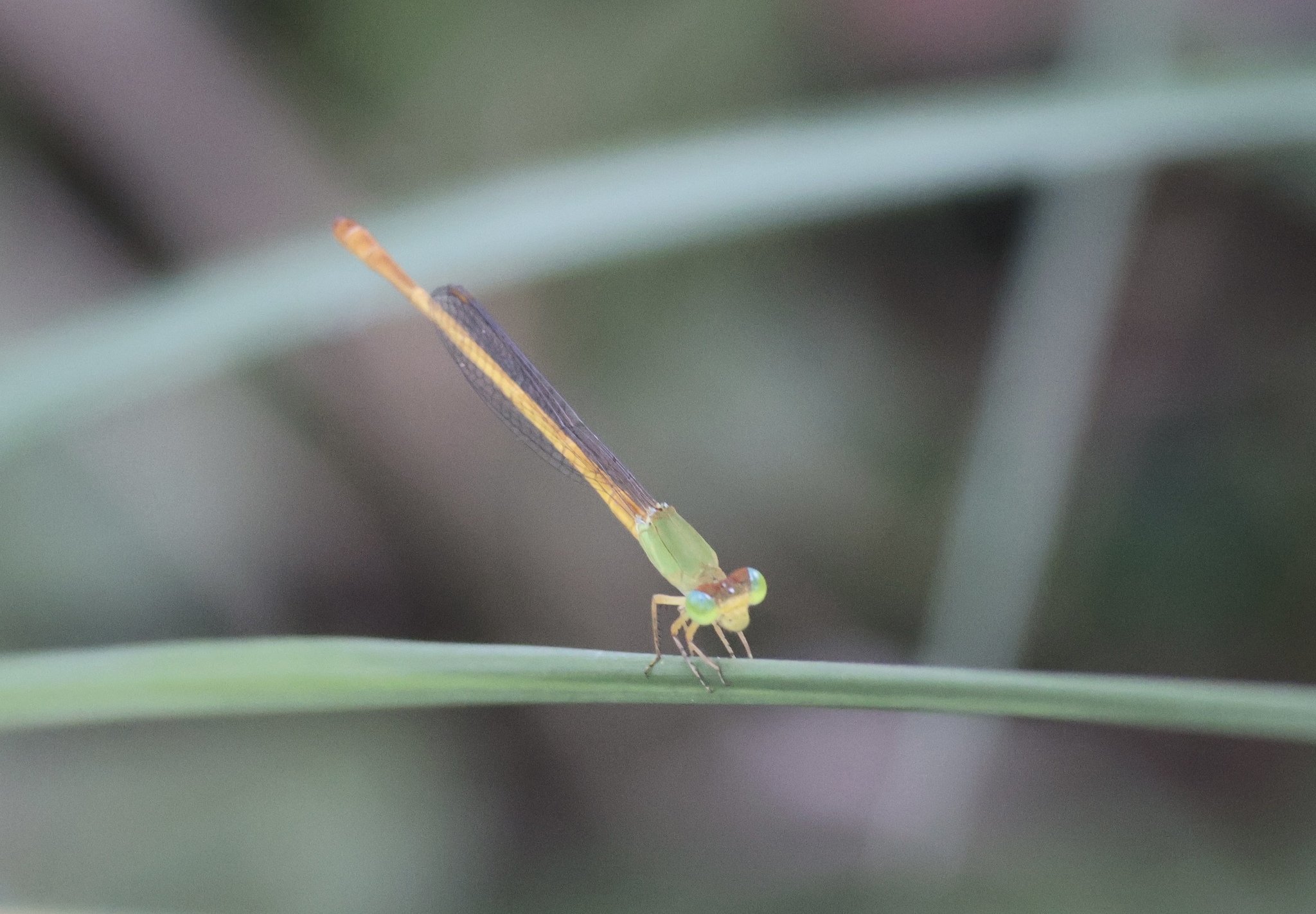 Coromandel Marsh Dart