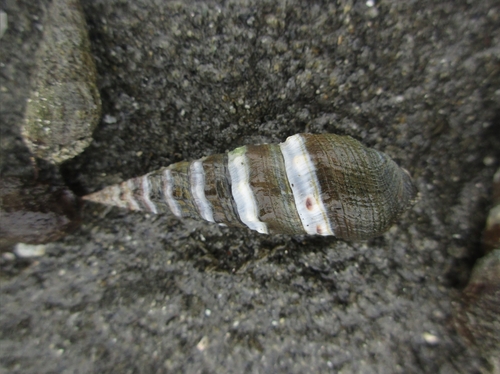 Batillaria attramentaria