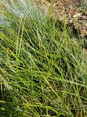 Carex pansa