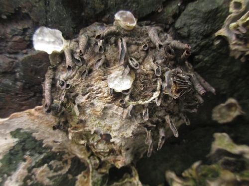 Saccostrea kegaki