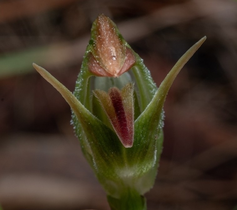 Pterostylis hispidula