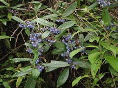 Gaultheria fragrantissima