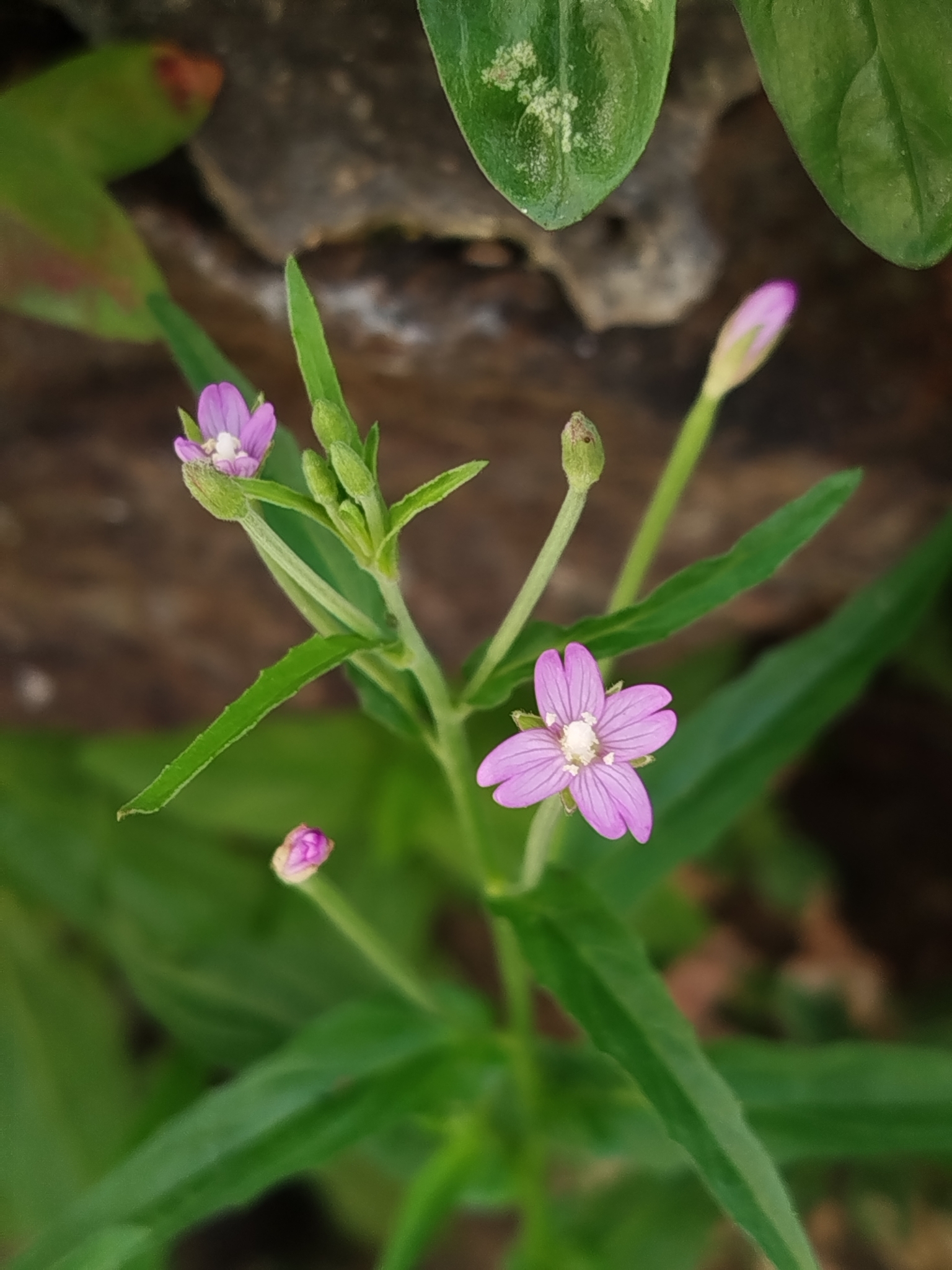 Epilobium obscurum