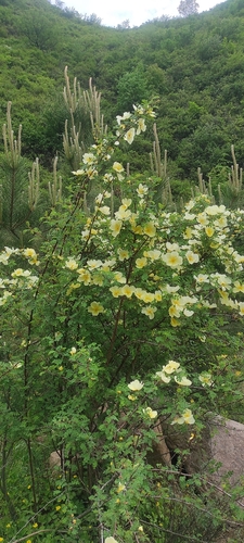 Manchu rose